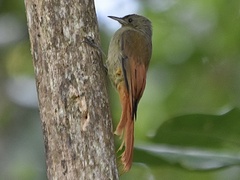 Sittasomus griseicapillus