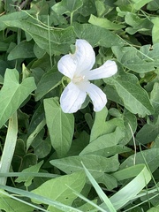 Calystegia silvatica