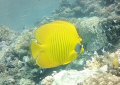 Chaetodon semilarvatus