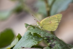Colias fieldii
