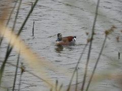 Callonetta leucophrys