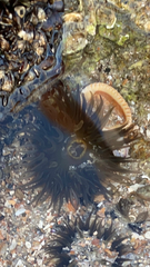 Actiniidae