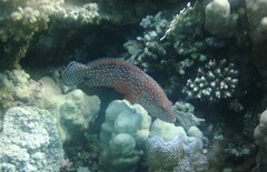 Cephalopholis miniata