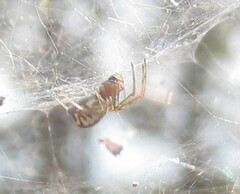 Frontinella pyramitela