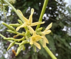 Cryptolepis buchananii