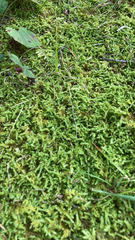 Callicladium imponens