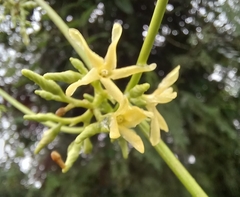 Cryptolepis buchananii