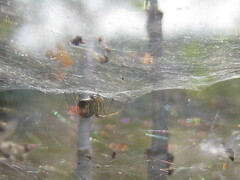 Frontinella pyramitela