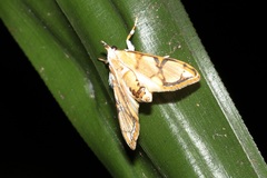 Cirrhochrista kosemponialis