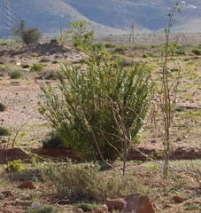 Gomphocarpus fruticosus