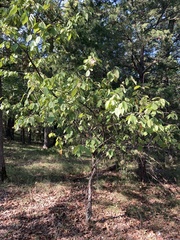 Prunus mexicana