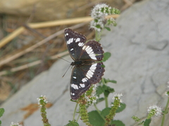Limenitis reducta
