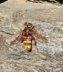Milesia crabroniformis