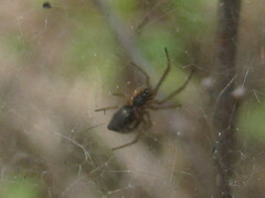 Frontinella pyramitela