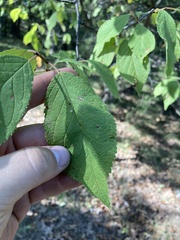 Prunus mexicana