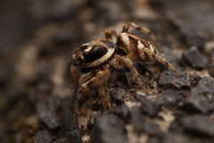 Salticus scenicus
