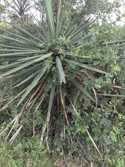 Yucca treculiana