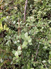 Quercus myrtifolia