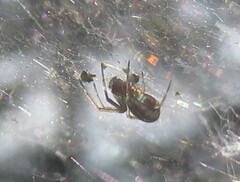 Frontinella pyramitela