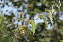 Triumfetta pilosa