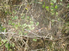 Frontinella pyramitela