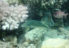 Canthigaster margaritata