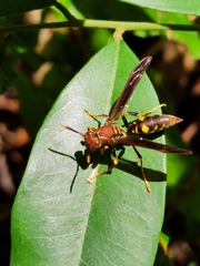 Polistes versicolor