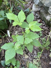 Ptelea trifoliata