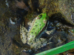 Pelophylax ridibundus