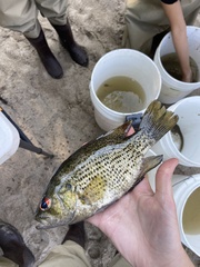 Ambloplites rupestris