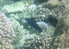 Larabicus quadrilineatus