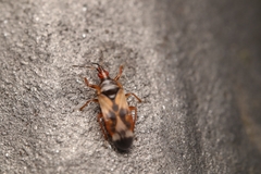 Anthocoris