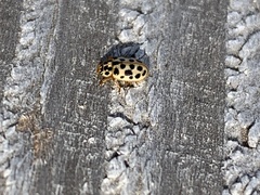 Anisosticta novemdecimpunctata