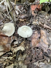 Clitocybe odora