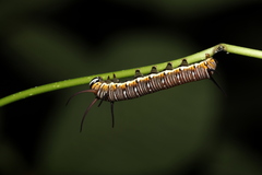 Euploea tulliolus koxinga