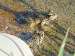 Pelophylax ridibundus
