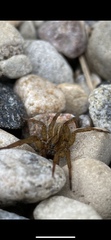 Trochosa