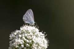 Celastrina