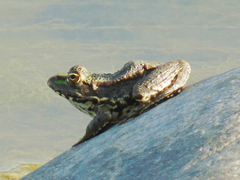 Pelophylax ridibundus