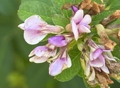 Lespedeza stuevei