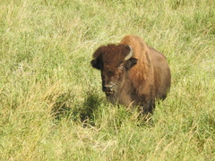 Bison bison athabascae