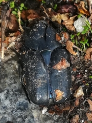 Protaetia opaca