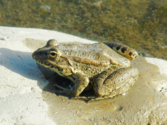 Pelophylax ridibundus