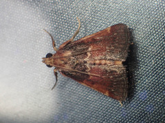 Hypanchyla fuscibasalis