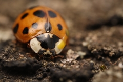 Harmonia axyridis