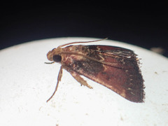 Hypanchyla fuscibasalis