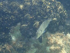 Sparus auratus