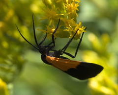 Lycomorpha pholus