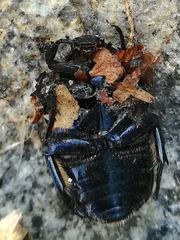 Protaetia opaca