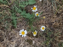 Tanacetum parthenium